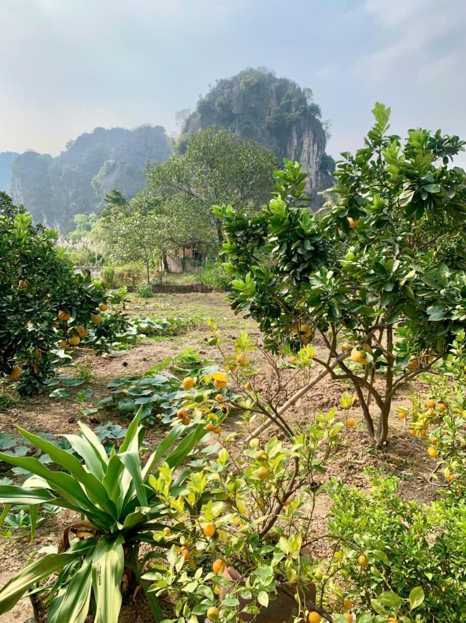 Blue Garden Homestay Ninh Binh Buitenkant foto
